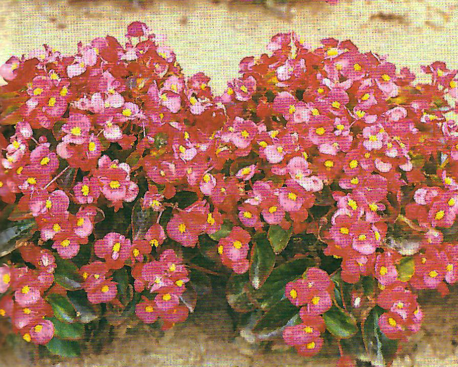 B. ‘Bella 7’